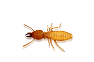 Drywood Termite