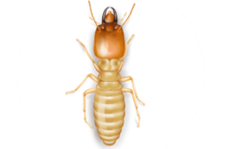 Formosan Termite