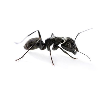 Hormigas carpinteras