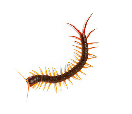 Centipedes