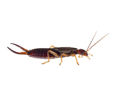 Earwigs