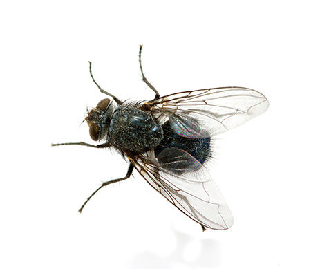 Flies