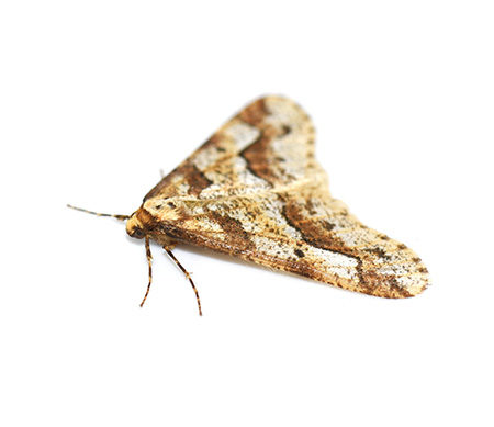 Moths