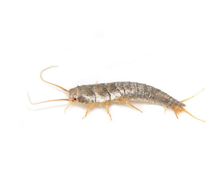 Silverfish