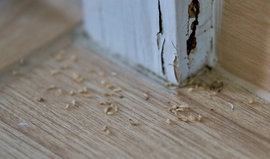 A close-up of termites in a house and the damage they caused.