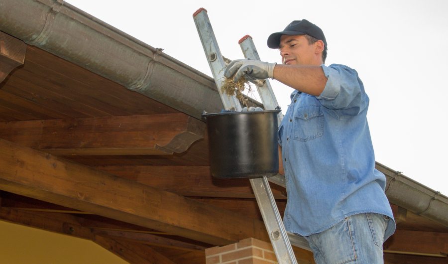 Image of a handyman who, on a ladder, cleans the gutter of his house from leaves and dirt. Do it yourself work