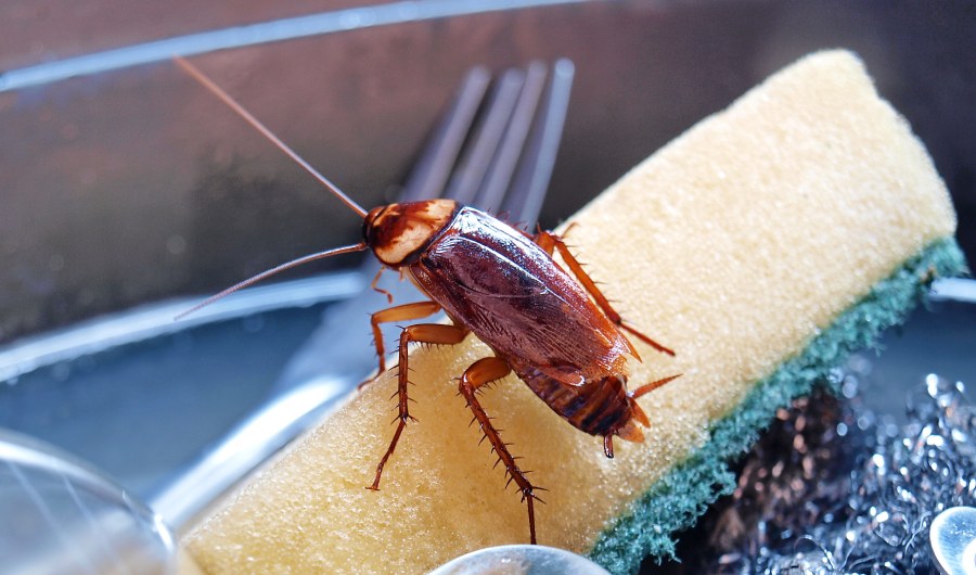 Cockroaches on the dishwasher sponge