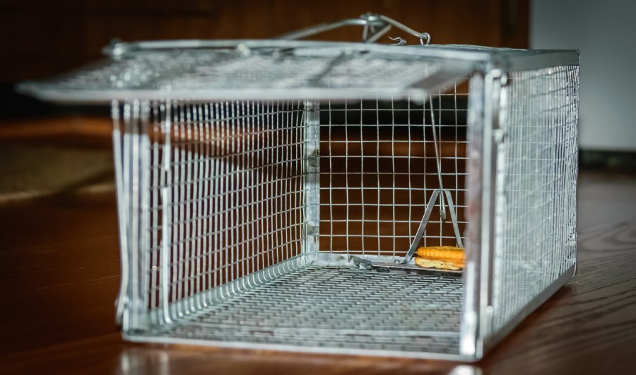 Looking inside of a humane mouse trap cage 