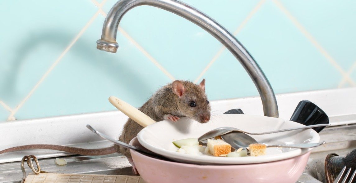 Rodent-Proof Your Edinburg Home: Pro Tips and Tricks