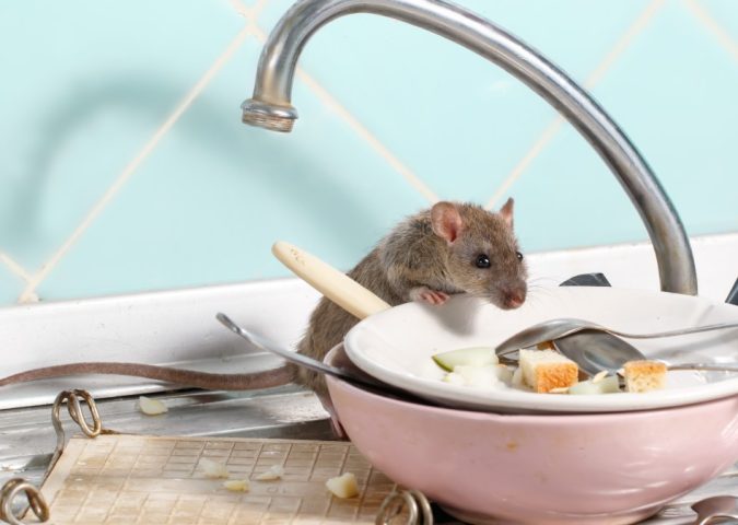 Rodent-Proof Your Edinburg Home: Pro Tips and Tricks