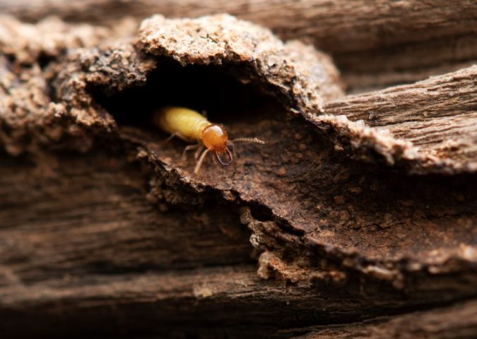 7 Signs You Need Termite Treatment in Your Home