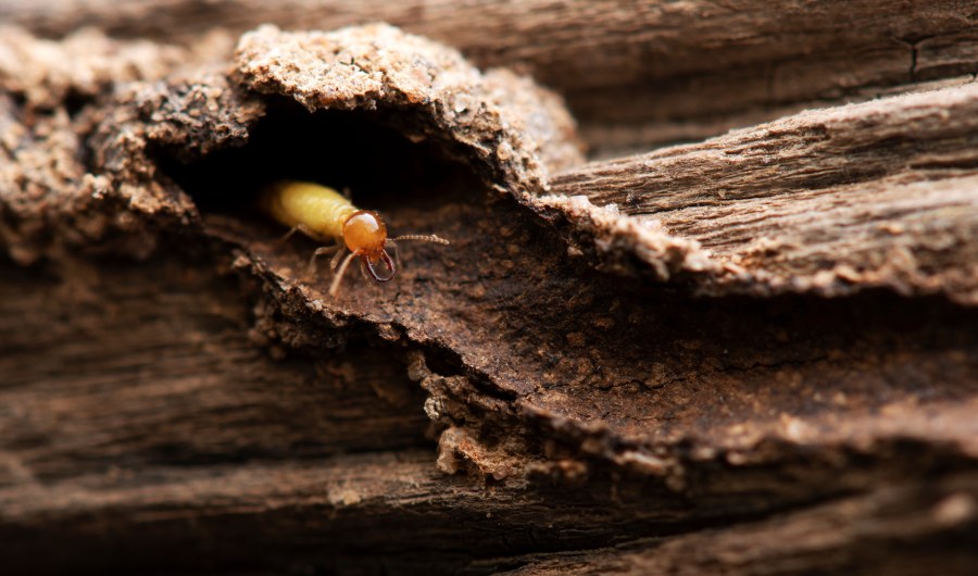 7 Signs You Need Termite Treatment in Your Home