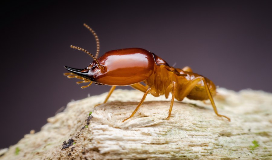 termite on wood