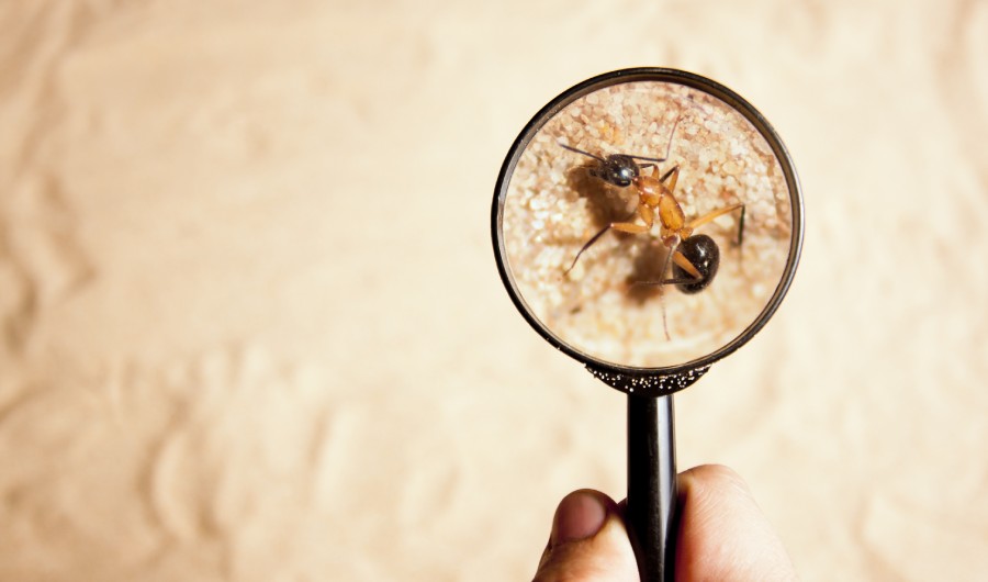 Person looking an ant with a magnifying glass