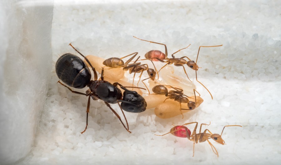 Super close-up image of workers ants
