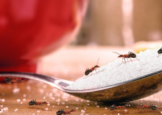 Ant Extermination in Edinburg: Tips from the Pros