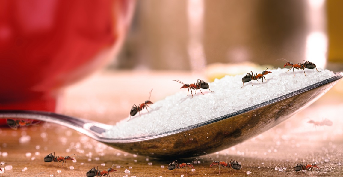 Ant Extermination in Edinburg: Tips from the Pros