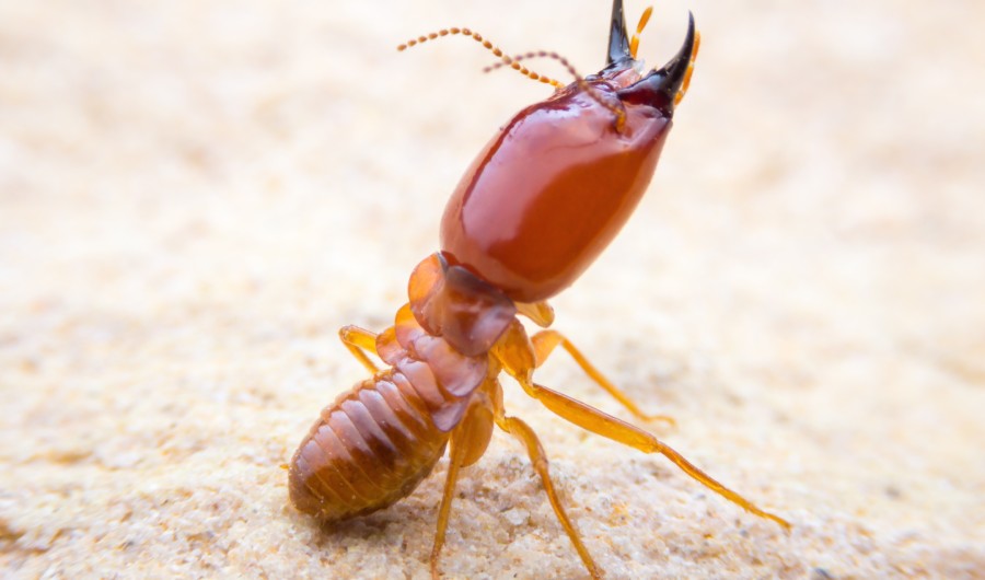 Action termite