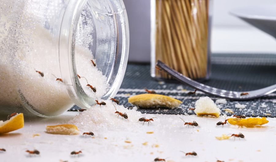 Red ants eating sugar over messy table