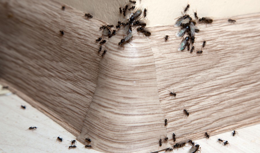 Ants in the house on the baseboards and wall angle