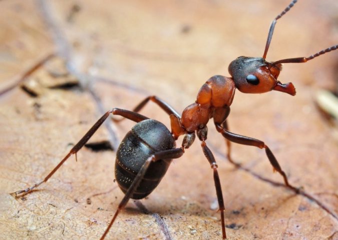 Stop Ants in Their Tracks: Effective Control Strategies in Edinburg