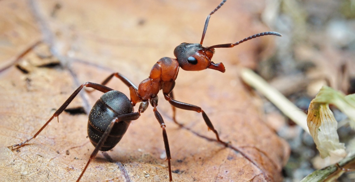 Stop Ants in Their Tracks: Effective Control Strategies in Edinburg